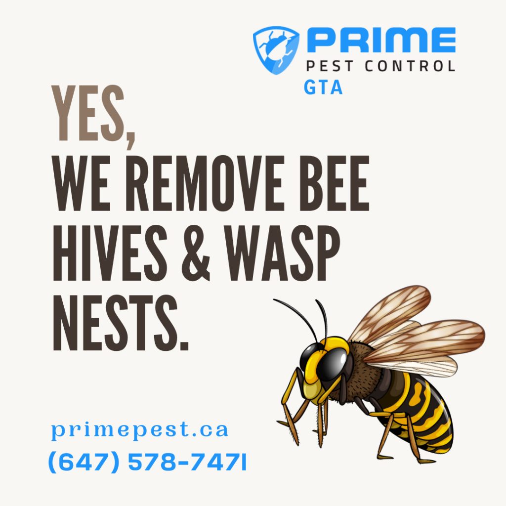 Same Day Wasp Nest Removal Prime Pest Control